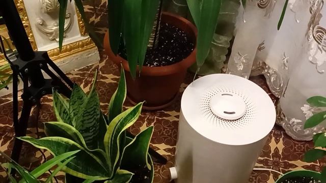 Юкка уход, размножение смотреть онлайн