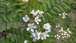 Рябина красная в окне.