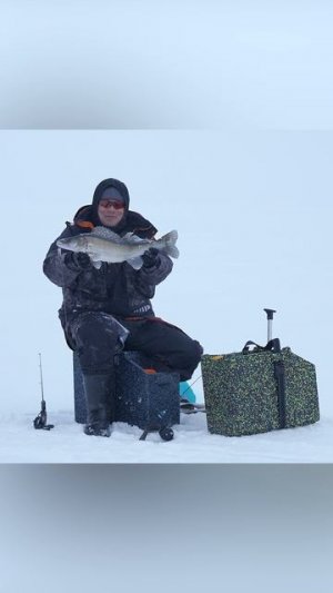КАК ЗАСТАВИТЬ СУДАКА КЛЮНУТЬ?