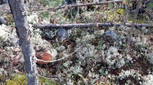 Грибы(боровики) пгт Умба