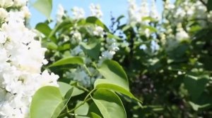 Радуга сирени. Ф.Михеенко