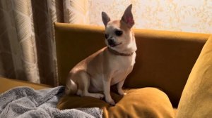 314. Тихая жизнь в дождливом Уэльсе.