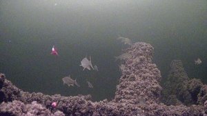 Сорога Волга