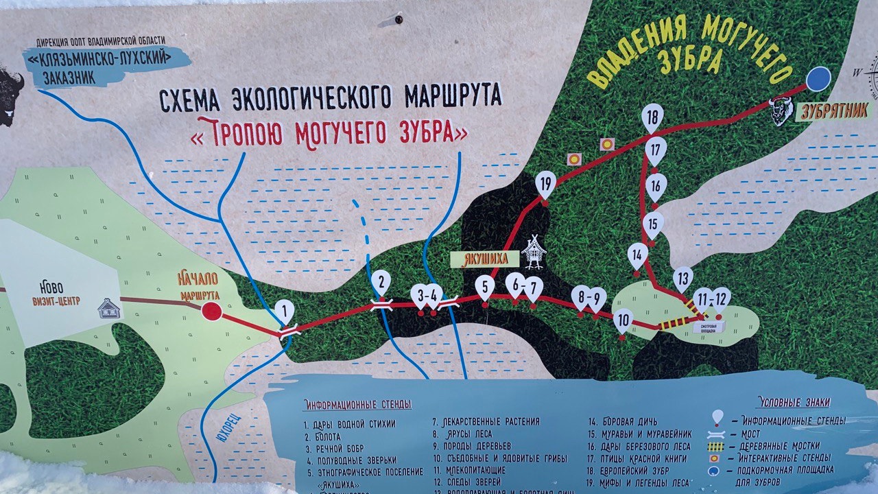 Аня в лесу. Неожиданная встреча с Зубрами