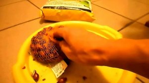 ХИТРЫЙ СПОСОБ ВЫРАЩИВАНИЯ ЛУКА ЛУК СЕВОК РЕД БАРОН