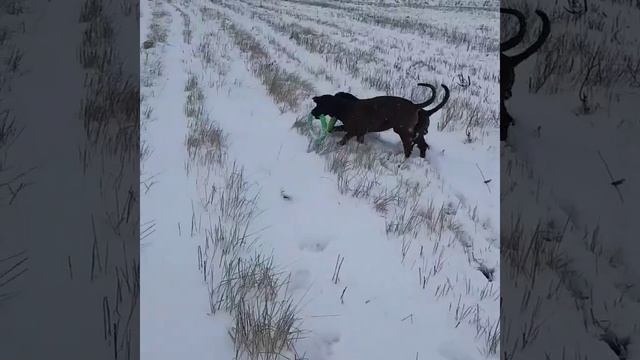 Баварская Горная Гончая питомник Красивая Счастливая Жизнь г.Ярославль