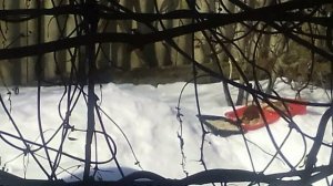 Воро́бушки