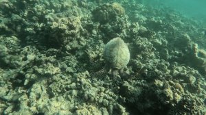 Eriyadu Island Resort. 2023 г.