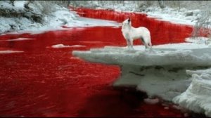 ИСЦЕЛИТЬ СВОЮ КРОВЬ. ОЧЕНЬ СИЛЬНО. МЕНЯЕТ СОСТАВ КРОВИ. ДЛЯ ВСЕХ