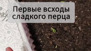 Всходы сладкого перца через 5 дней