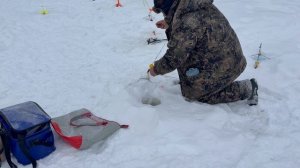 Поимки форели !!!