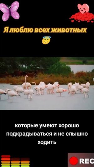 Животные приколы и не только😅