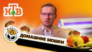Избавиться от мошек в квартире, в доме. На НТВ показали, что не попало в эфир