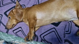 Веста отдыхает