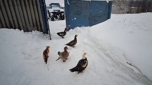 25-02-2026 Жизнь в Деревне