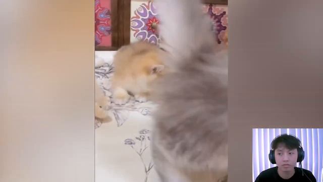 Новые Смешные Животные 😄 САМЫЕ СМЕШНЫЕ животные украсят весь ваш день 🐶😸 смешное видео смотреть онлайн