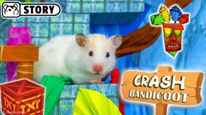 Лабиринт Crash Bandicoot Hamster 🐹 Хомяк Хомура