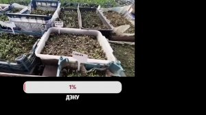 Рассада томатов от А до Я - ЗОЛОТЫЕ ПРАВИЛА ВЫРАЩИВАНИЯ