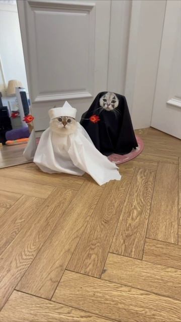 Смешные коты #112-1