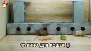 Видео для кошек про крысок развлекать питомцев 🐭🐀😂 (468)