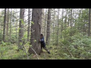 ВЫЖИВАНИЕ в Тайге от голода в Лесу СИБИРСКИЙ БОРЩЕВИК Папоротник Черемша Отшельник Сибирь