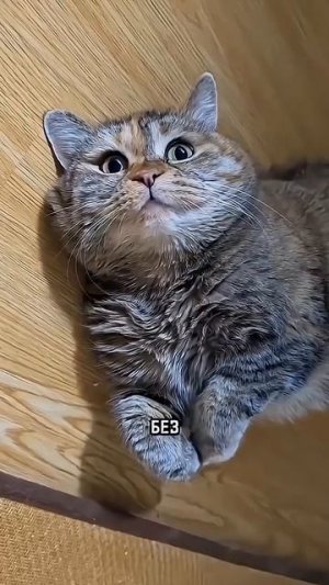 Рубрика - любимые мемы🥹 Самое милое видео канала с грустным котиком❤️