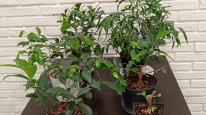 Небольшой обзор моих фикусов
