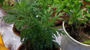 Бархатцы надо рассадить