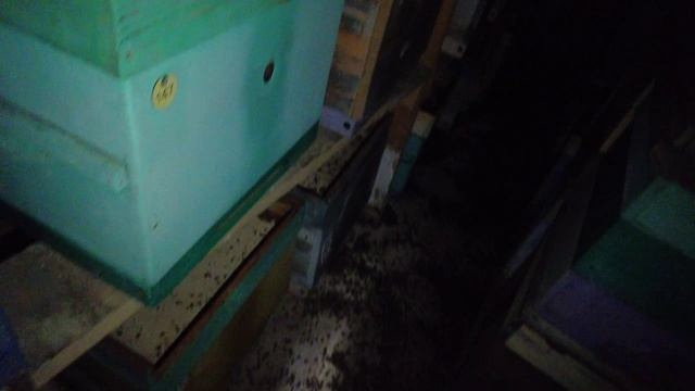 Проверка омшаников после аномального потепления, Пасека Старчевских, Сибирь