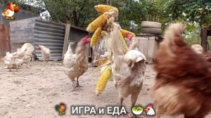 Кормление кур овощами и фруктами для зарядки и от скуки 🥗🐓🤗  (64)