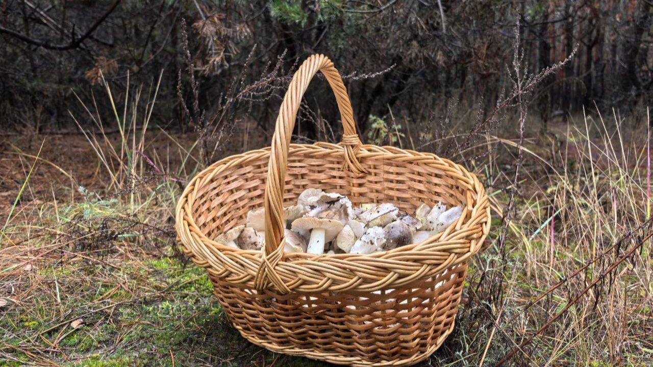 ВЫ ТОЛЬКО ПОСМОТРИТЕ!! ГРИБЫ растут даже зимой смотреть онлайн