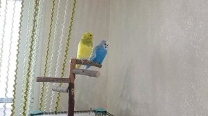 Показал своих попугайчиков