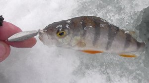 Мелкие блесны "" Впайки" в глухозимье.