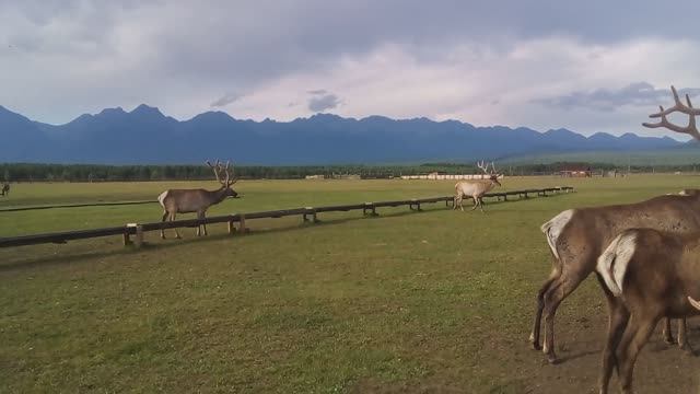 Аршан, лето 2025 год