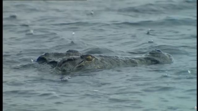 Животные. Конфликты в реке. ПЕРЕВОД. док.фильм