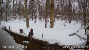 LIVE: На лесной опушке. Природа онлайн