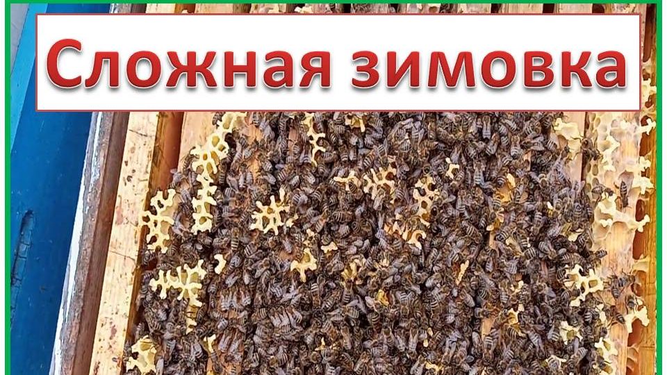 Зимовка пчёл - сравнение двух сезонов. смотреть онлайн