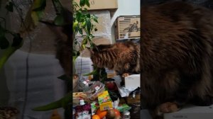 сакри 25.02.2026