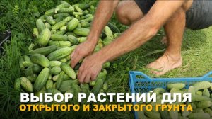 ОВОЩНЫЕ КУЛЬТУРЫ ПОД ОТКРЫТЫМ НЕБОМ И В ТЕПЛИЦЕ: какие сорта и гибриды подходят и чем они отличаются