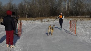 В Хакасии прошли зимние соревнования с питомцами