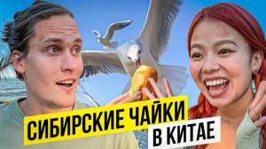 Китайская Нарния Заехали в Очень Красивый Лес АВТОДОМ#12
