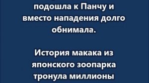 Весь мир этого ждал: сироту Панча начали принимать в стае