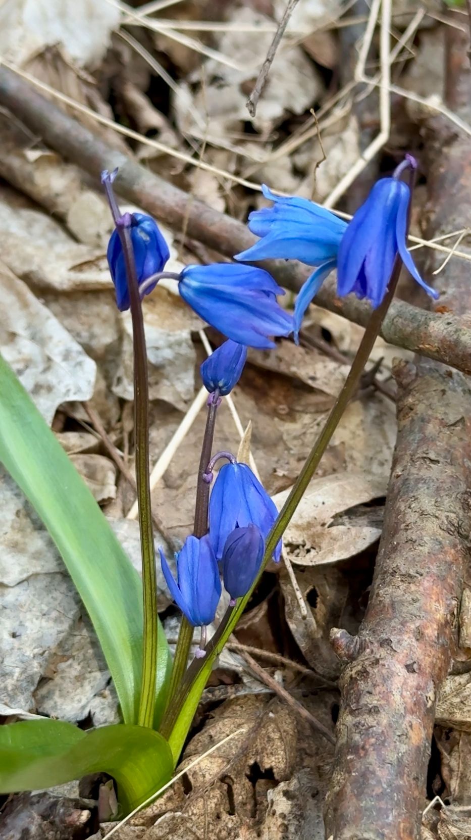 Первые вестники весны. Краснодар.