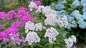 Август в Саду Вечер 3 августа 2025 часть 4