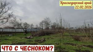 Краснодарский край(22.02.2026). Что с озимым чесноком?