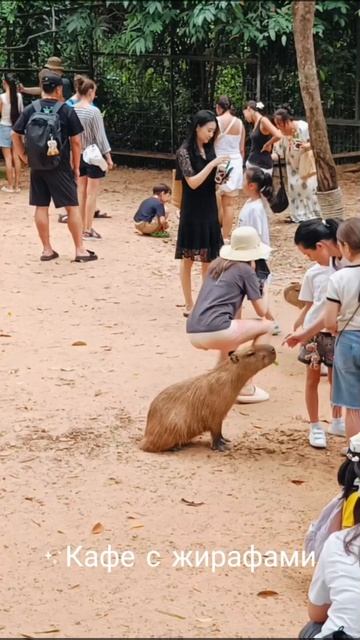 60 секунд в сафари парке чтопосмотретьнафукуоке safariphuquoc vinpearlsafari сафари зоопарк