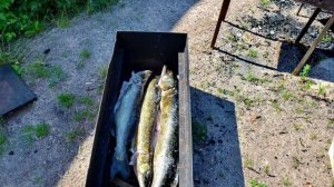 Копчение рыбы, в походных условиях и сауна на балконе !
