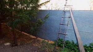 про бельчат