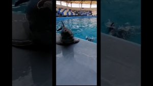 дельфины.mp4
