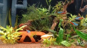 папоротник винделова или олений рог